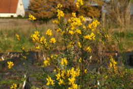 Genista tinctoria Verfbrem bestellen